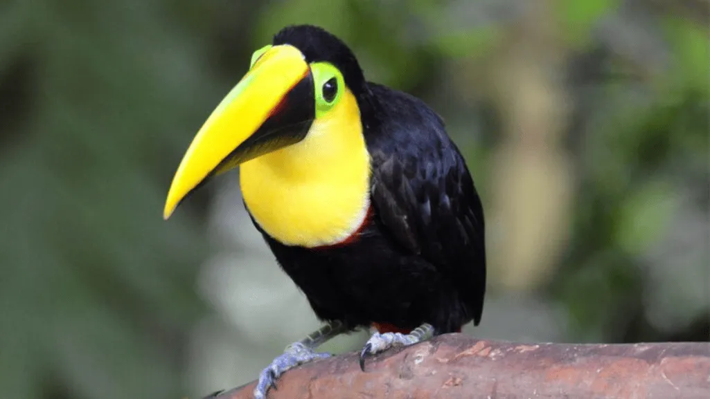 Choco Toucan Distribution