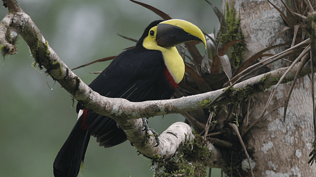 Choco Toucan Key Takeaways