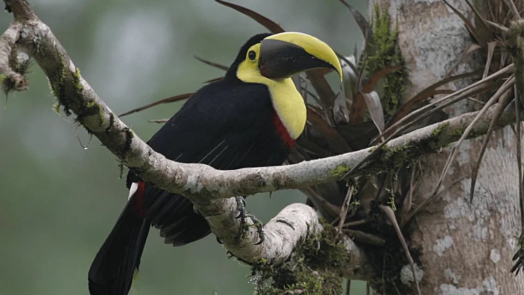 Choco Toucan Key Takeaways