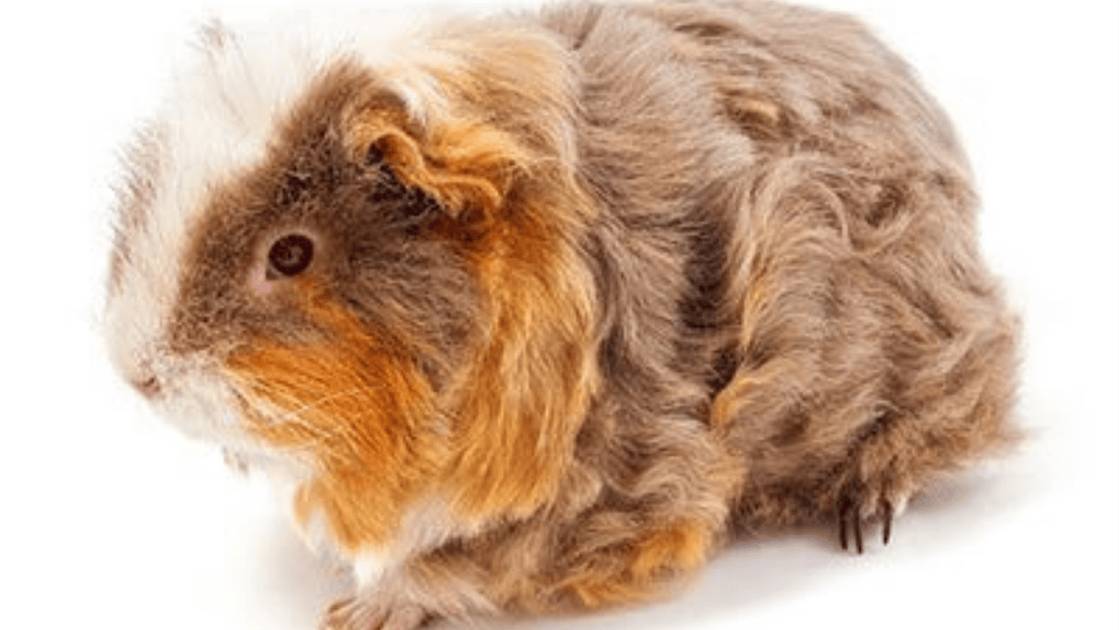 Choosing a Suitable Habitat for American Crested Guinea Pigs