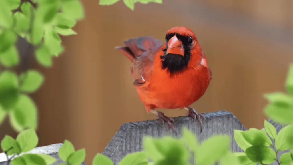 Common Misconceptions About Red Factor Canaries