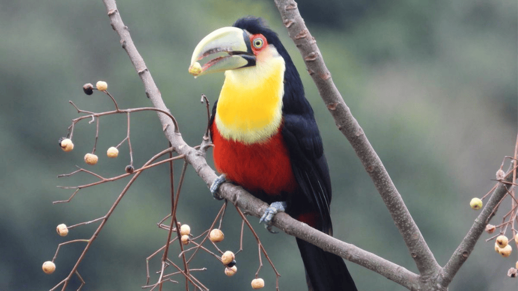Red-breasted Toucan Conclusion