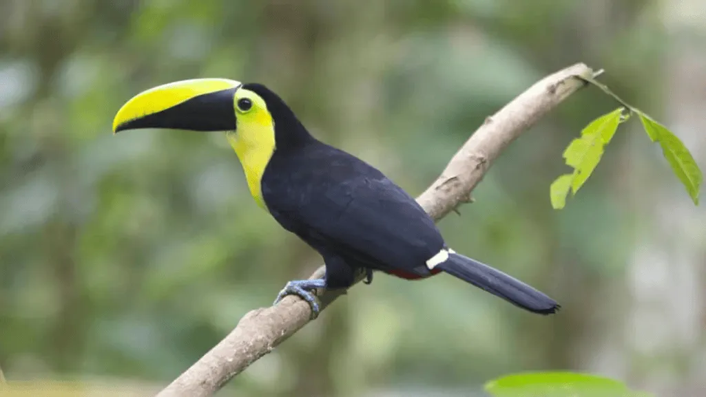 Conservation Implications