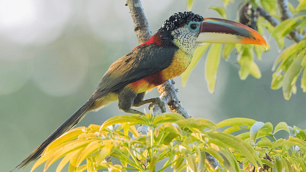 Conservation Status of the Curl-crested Aracari