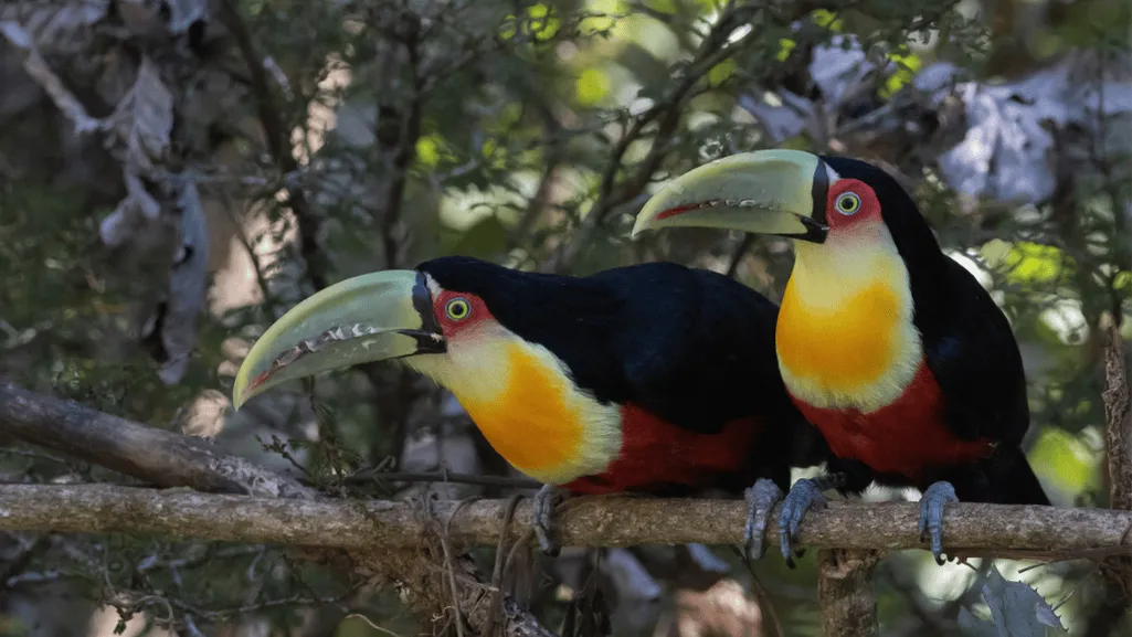 Conservation Status of the Red-breasted Toucan