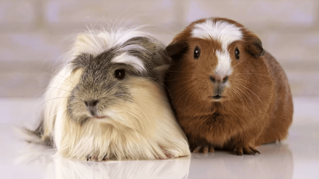 Finding and Adopting White Crested Guinea Pigs