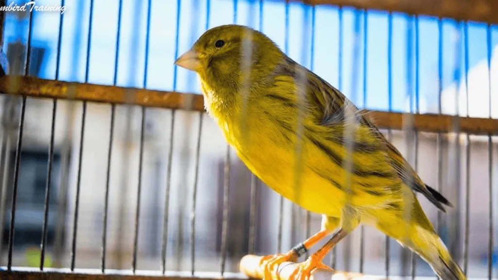 Participating in Online Communities and Forums