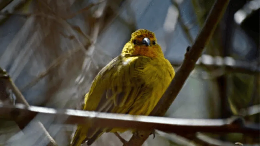 Physical Characteristics of Belgian Canaries