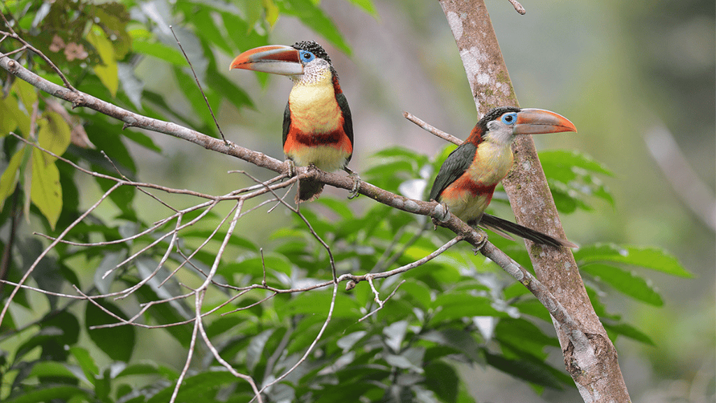 Reproduction and Behavior of the Curl-crested Aracari