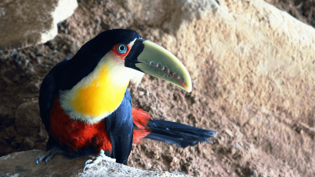 Reproduction of the Red-breasted Toucan