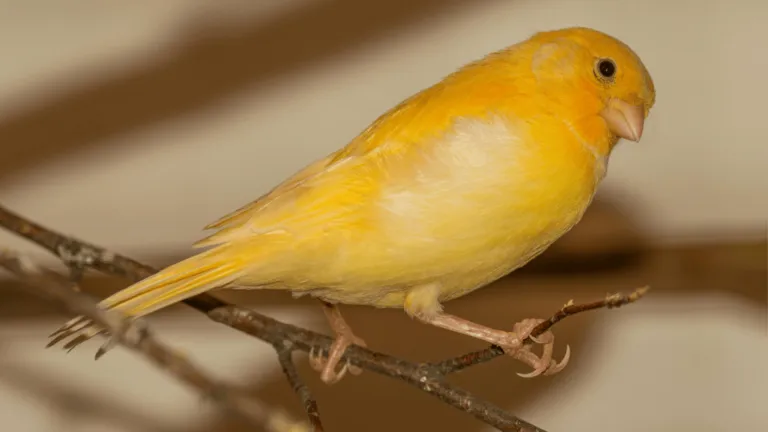 Roller canary birds