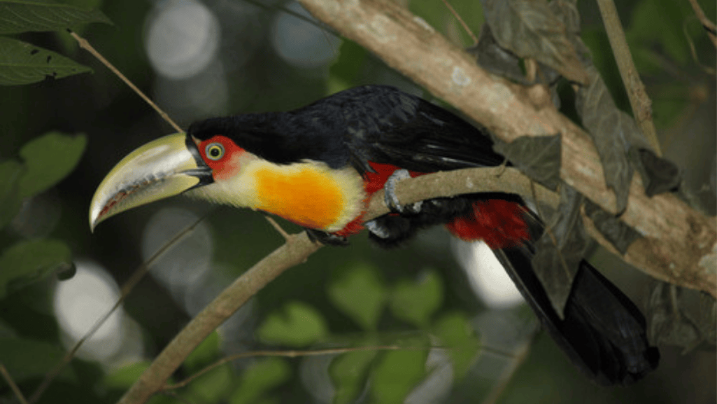 Taxonomy and Classification of the Red-breasted Toucan