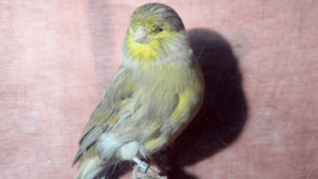 Training and Bonding with Your Cinnamon Canary