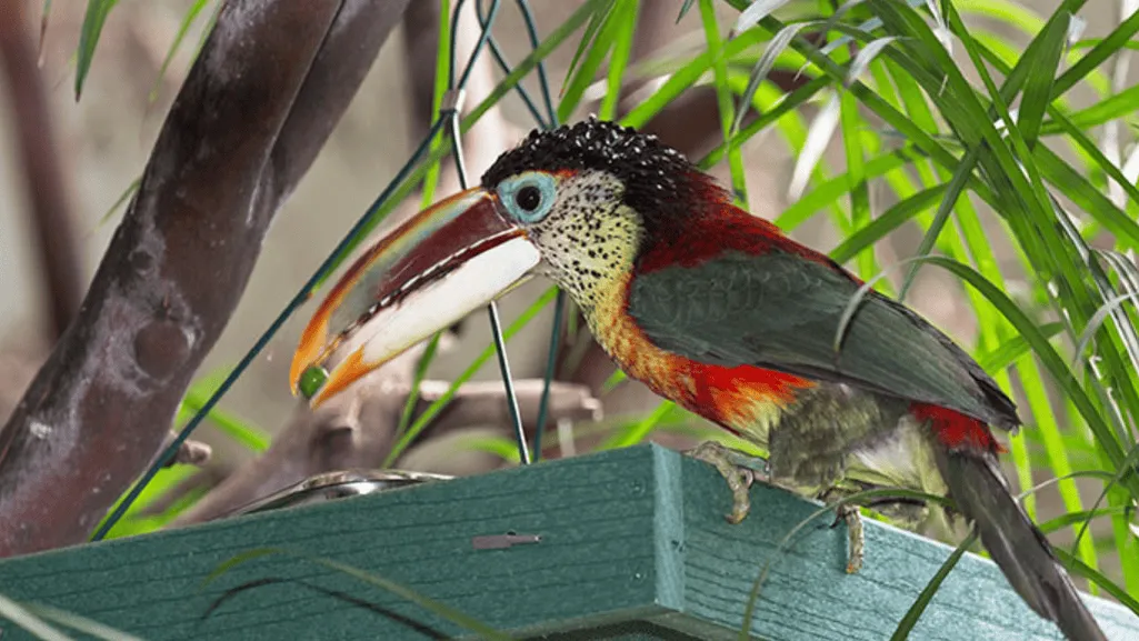Unique Characteristics of the Curl-crested Aracari