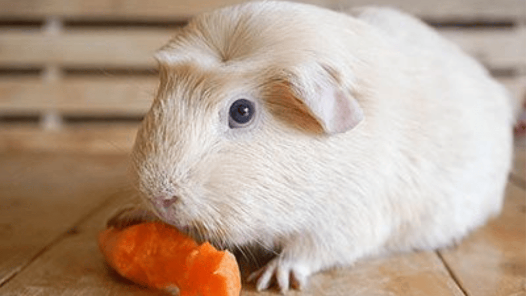 White Crested Guinea Pigs: A Variant of American Crested Guinea Pigs