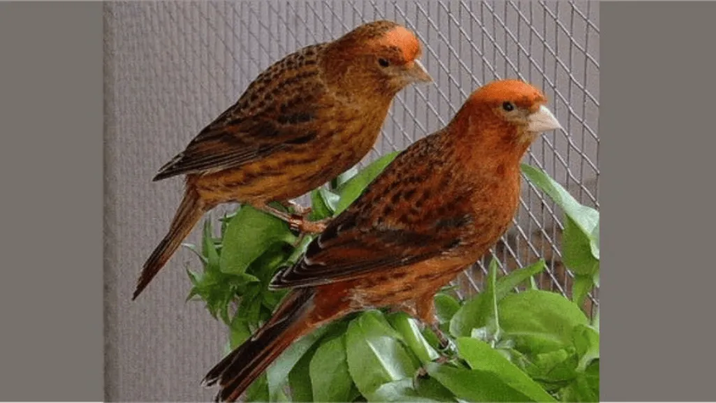 canary mutations canary mutations