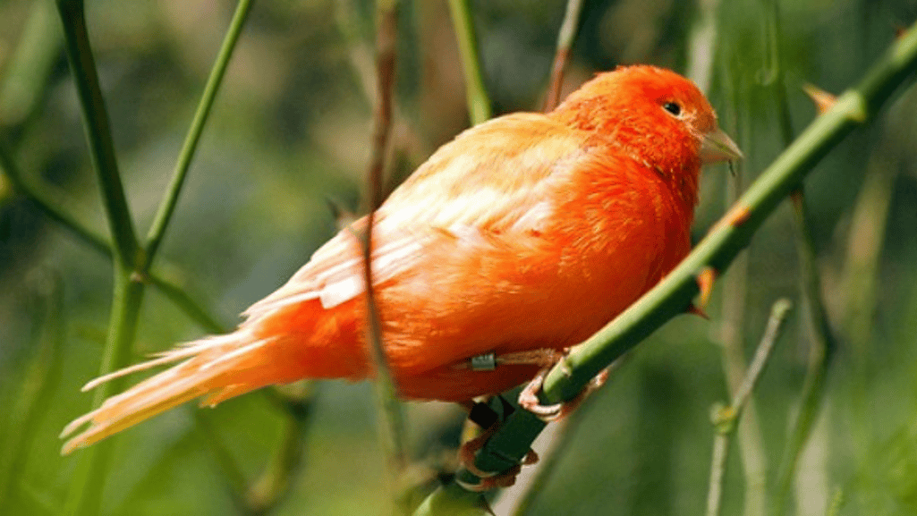 roller canary colors