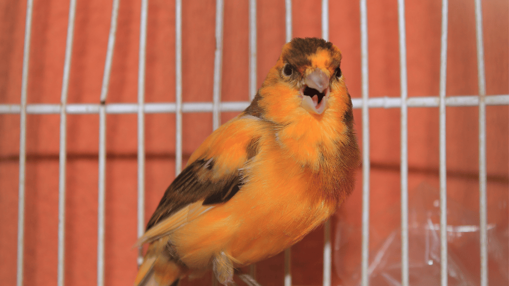 roller canary singing