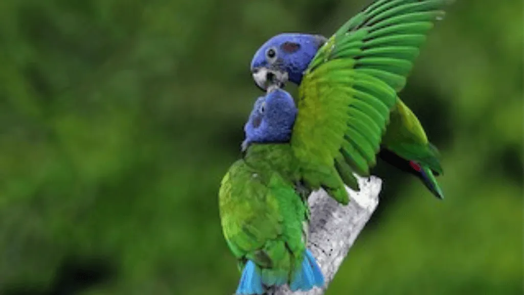 Blue Headed Parrot