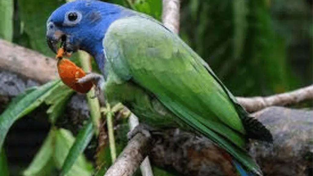Diet and Nutrition for Blue Headed Parrots