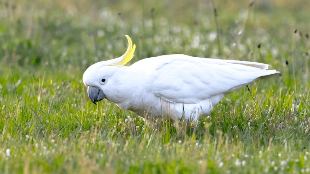 Diet of a Little Corella