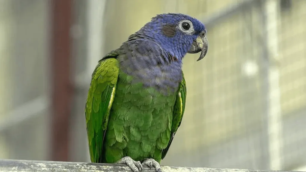 Housing and Care Requirements for Blue Headed Parrots