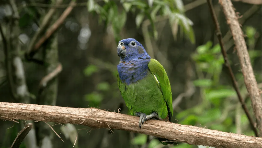 Interacting with Blue Headed Parrots