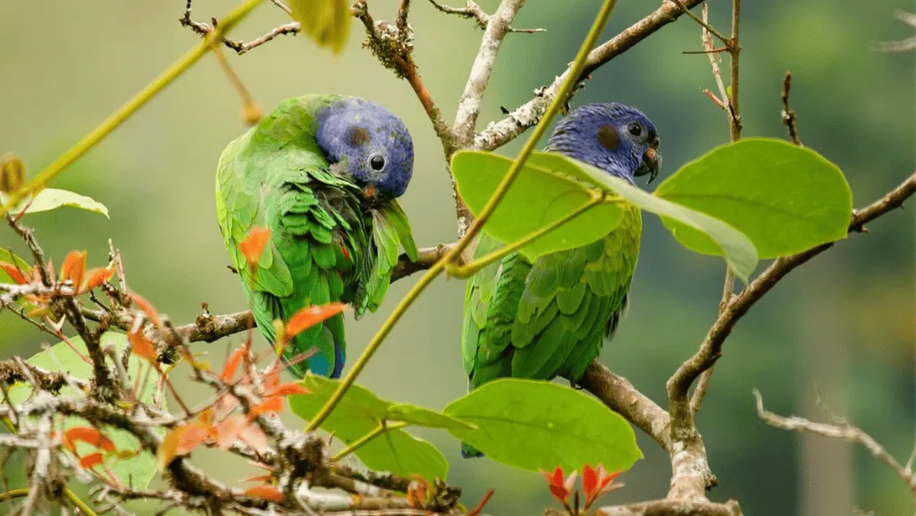 Potential Health Issues and Veterinary Care for Blue Headed Parrots