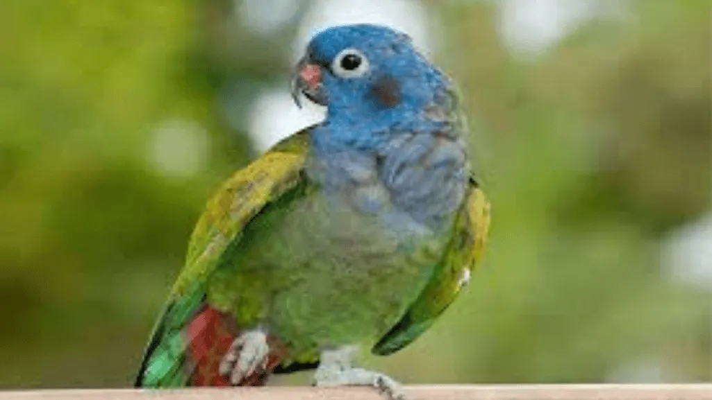 Training and Socialization of Blue Headed Parrots