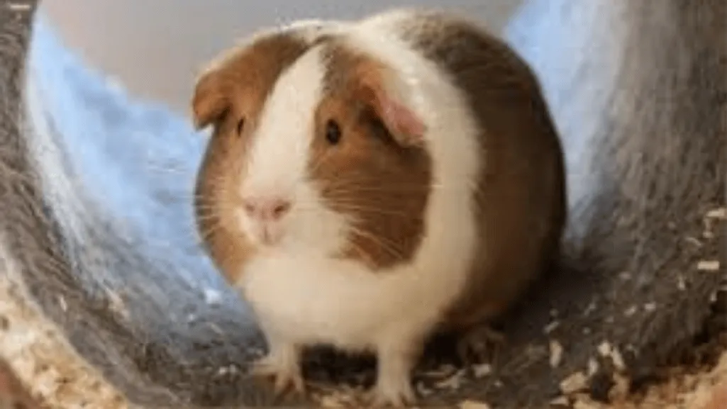 Dutch Guinea Pig