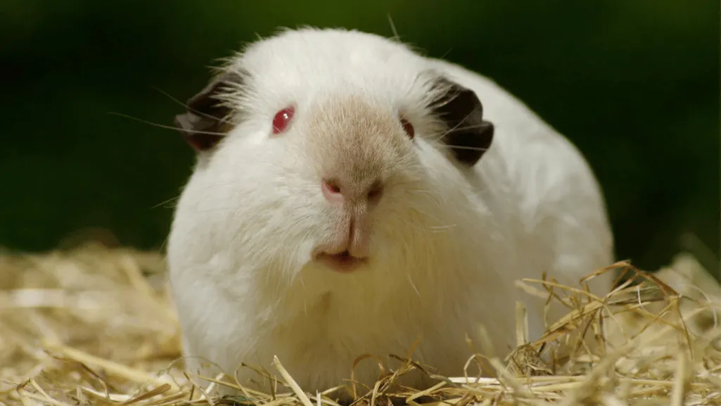 Himalayan Guinea Pig