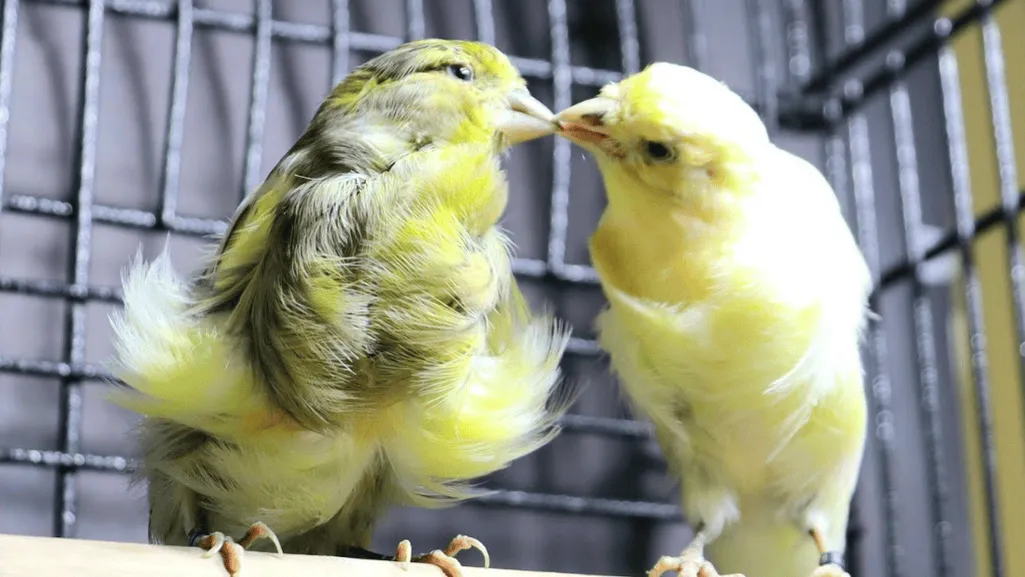 Parisian Frill Canary Birds