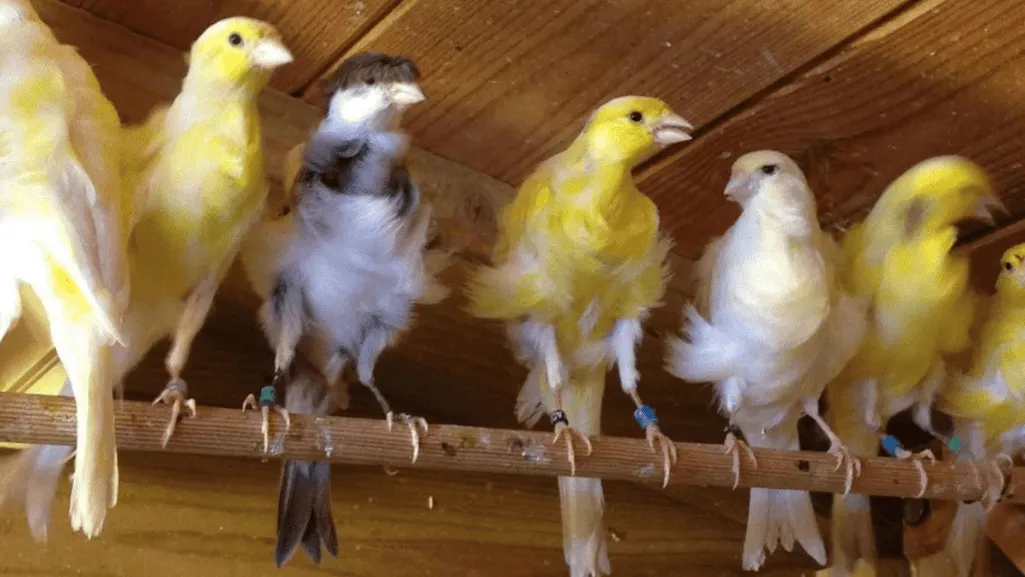 Pros and Cons of Owning Parisian Frill Canaries