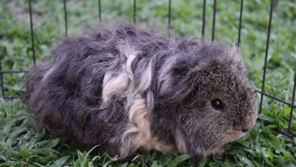 Texel Guinea Pig