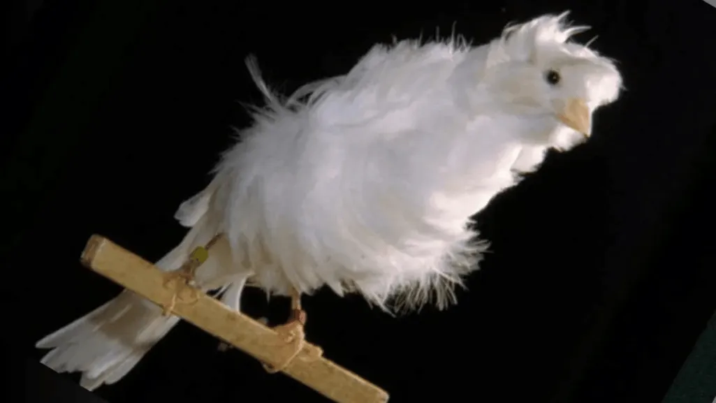 crested canaries crested canaries