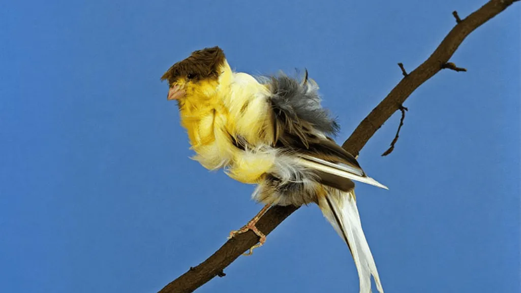 frilled canary frilled canary