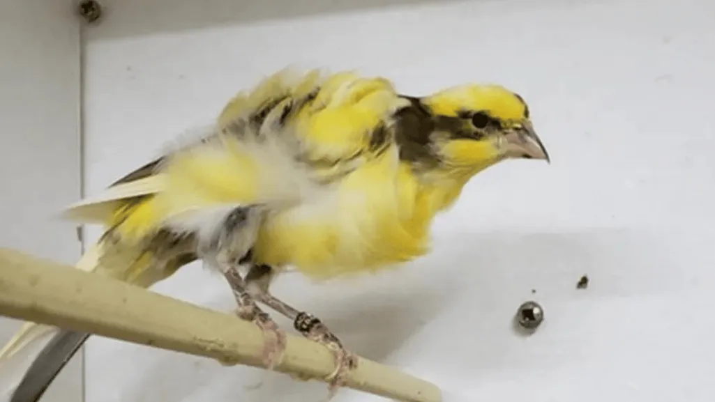 parisian canary colors parisian canary colors