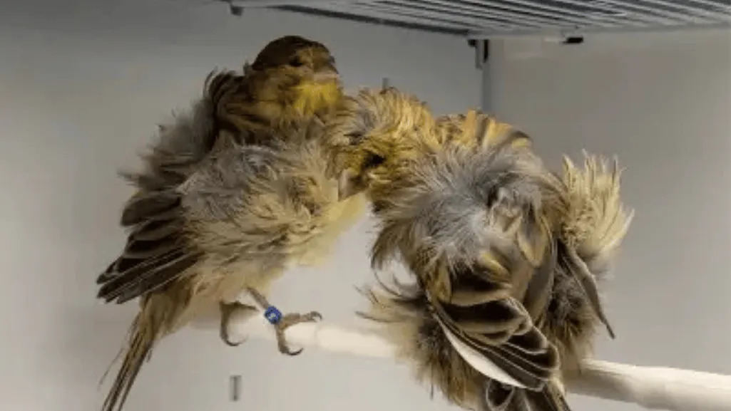 parisian frill canary diet parisian frill canary diet