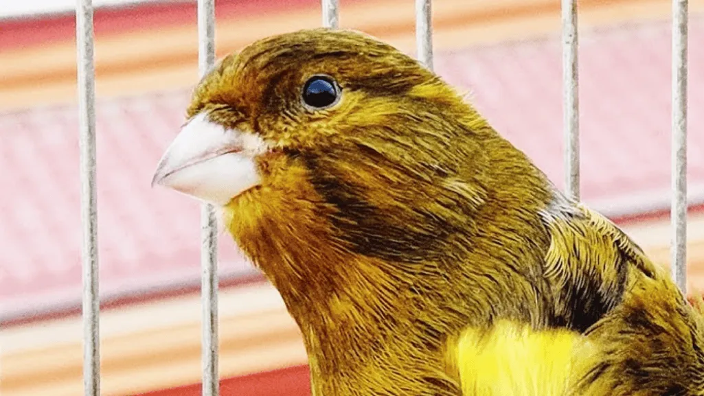 serinus canaria in its natural habitat