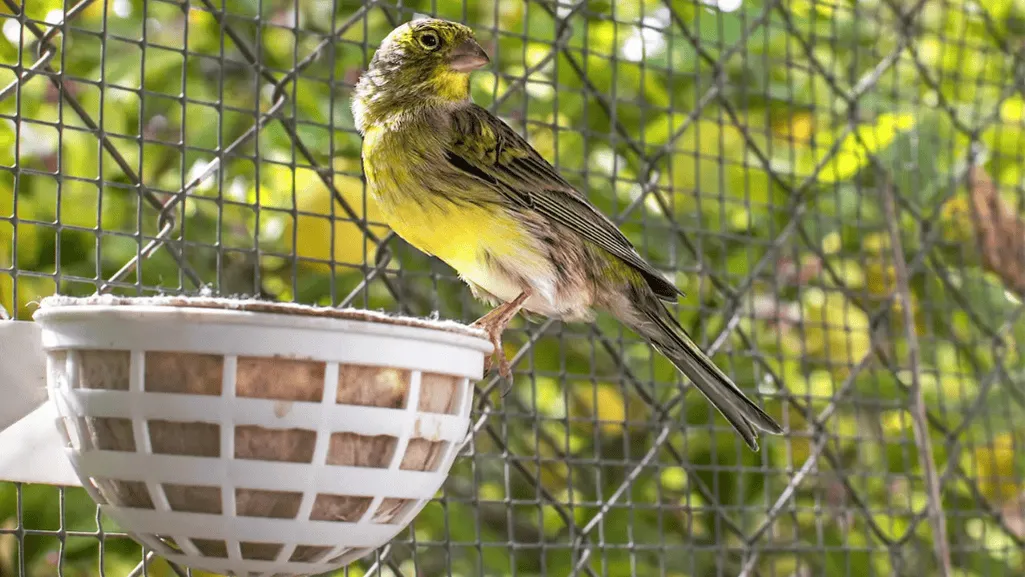 spanish canary songs