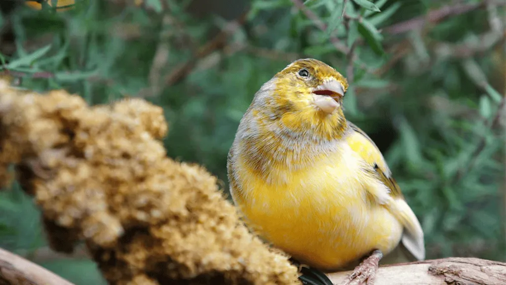 spanish timbrado canary birds  nutrition