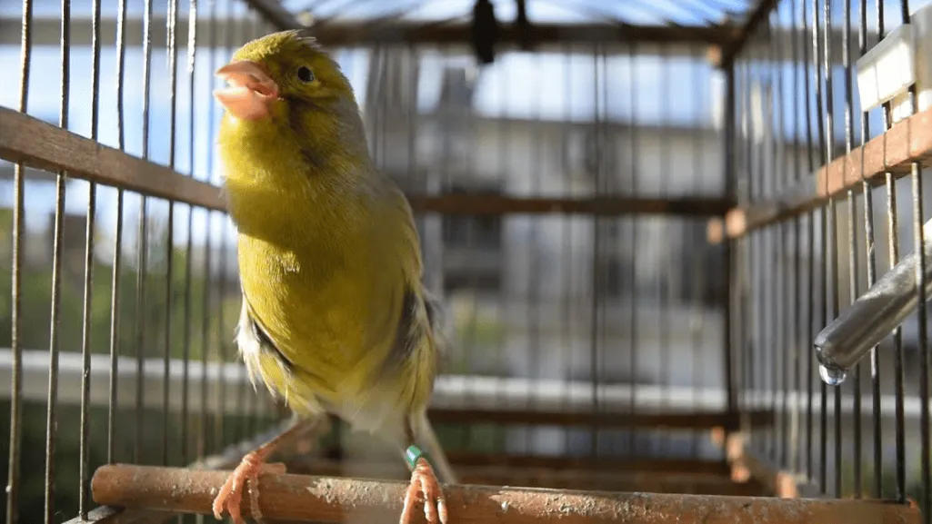 timbrado canary song training