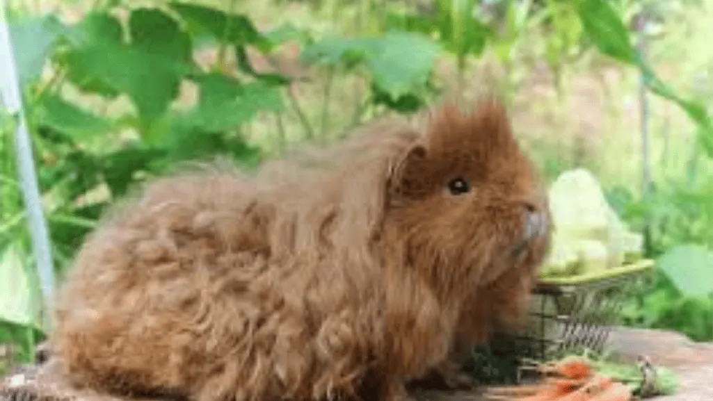 Cage Size and Housing for Lunkarya Guinea Pigs