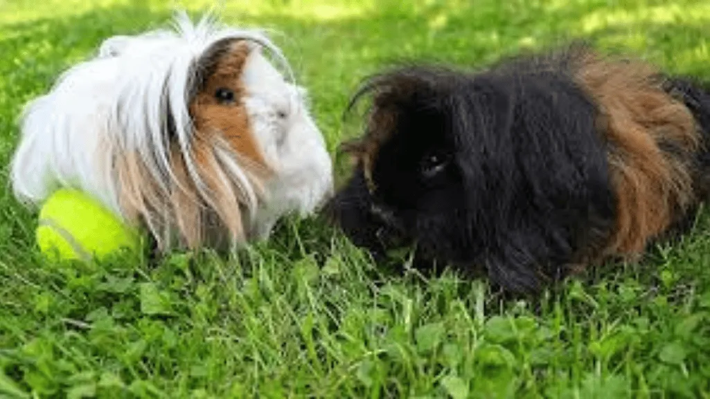 Common Health Problems in Lunkarya Guinea Pigs