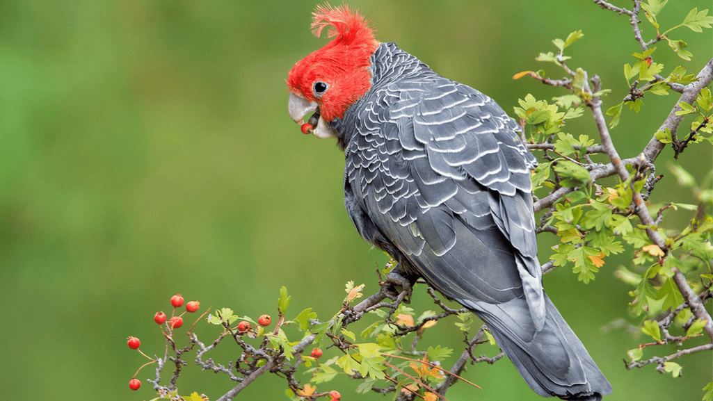 Conservation and Threats
