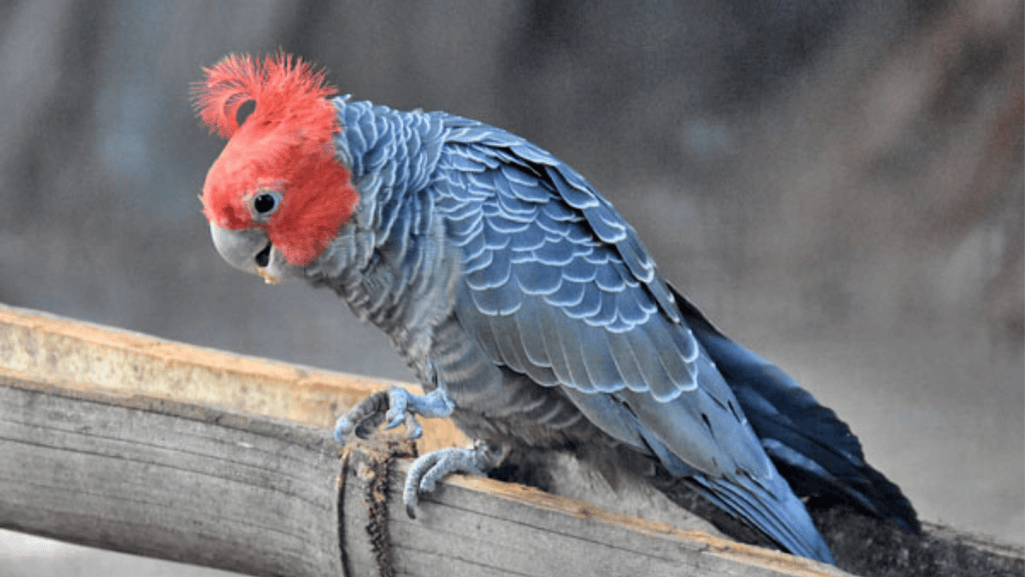 Gang Gang Cockatoos as Pets