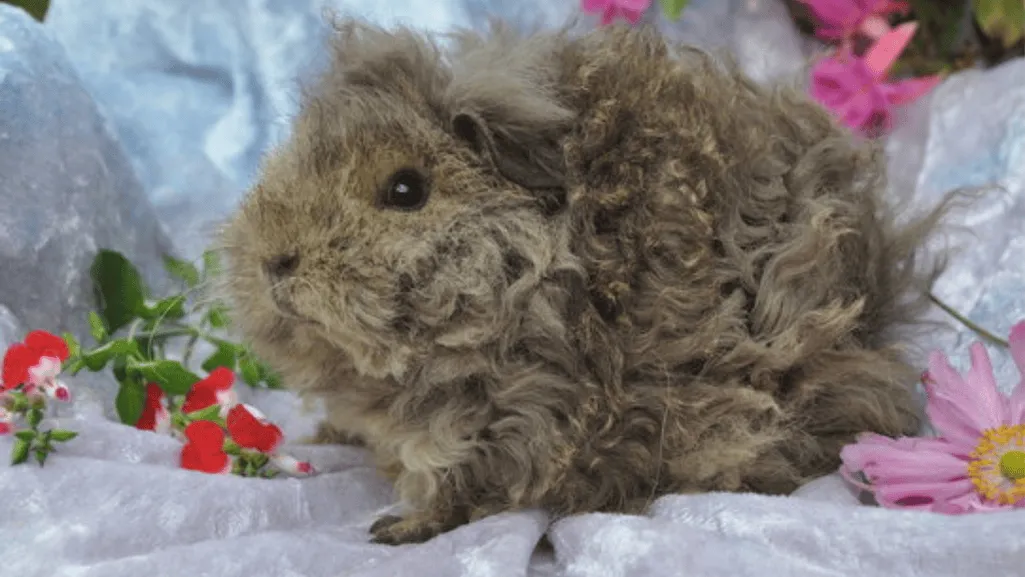 Life Expectancy and Aging