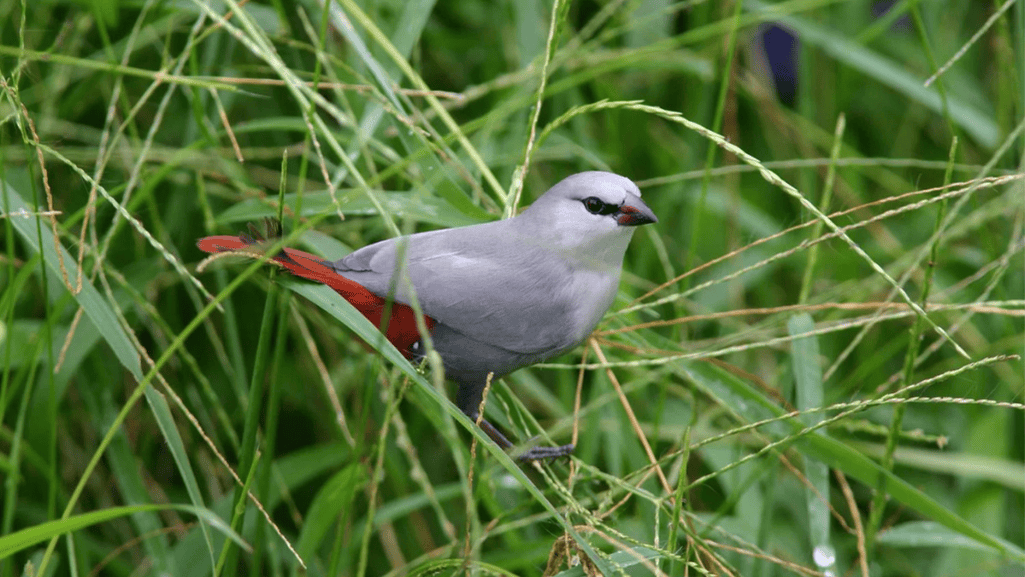 Captive Care of the Lavender Finch