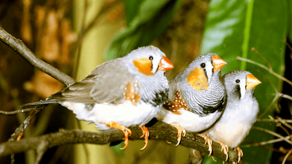 Common Types of Finches