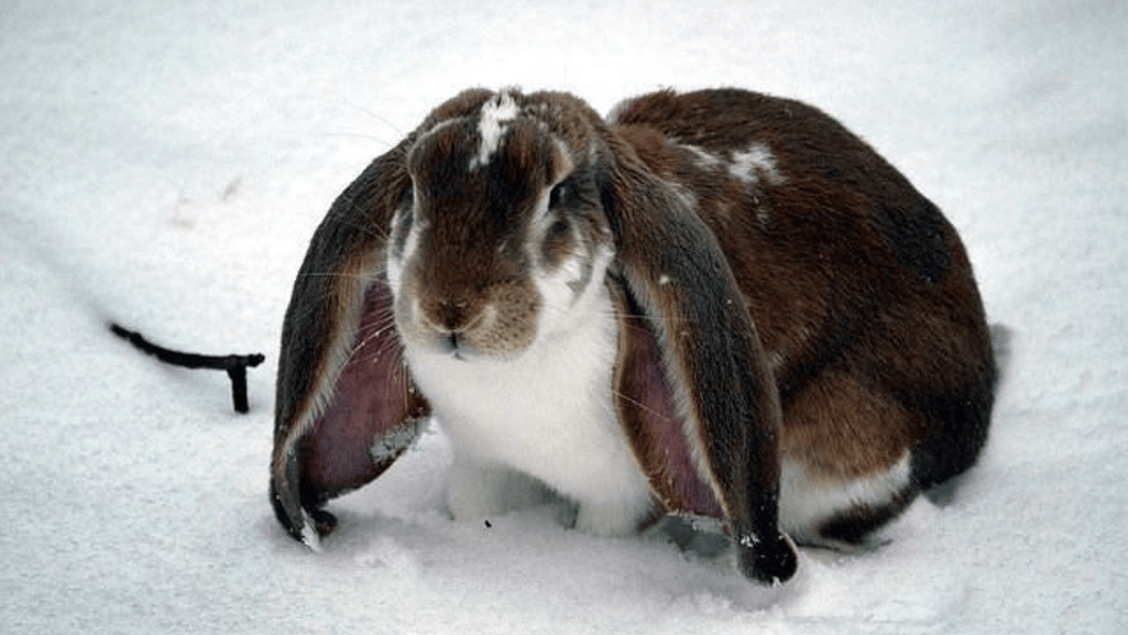 Dwarf Rabbits Angora Wool